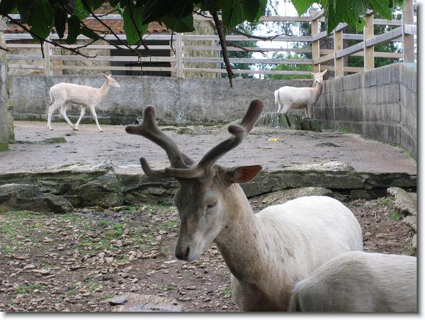 Diapositiva siguiente